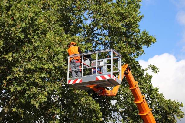 Best Tree Maintenance Programs  in Laymantown, VA